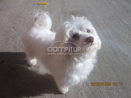 Vendo Bichón Maltés puro