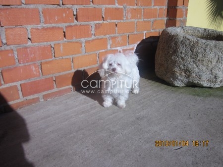 Foto 2 de Vendo Bichón Maltés puro