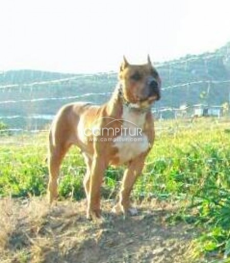 camada de pit bull mexicano con red nause