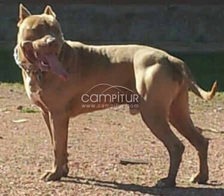 Foto 2 de camada de pit bull mexicano con red nause