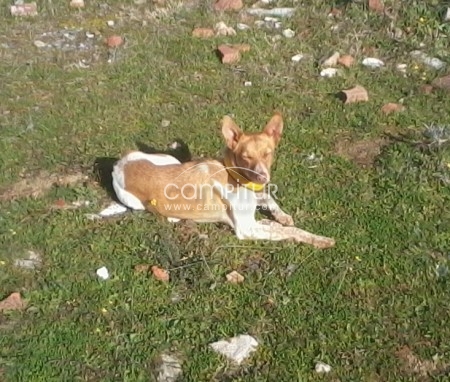 SE REGALA CACHORRA DE PODENCA ANDALUZA CON BRETONA.