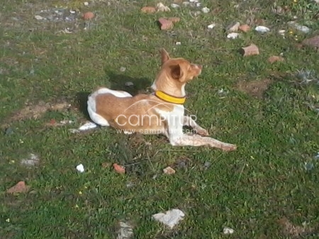 Foto 3 de SE REGALA CACHORRA DE PODENCA ANDALUZA CON BRETONA.