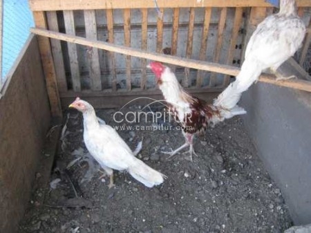 CAMBIO O VENTA DE ANIMALES