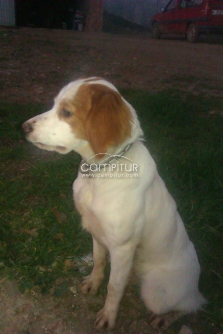 se vende bretona o se cambia x escopeta