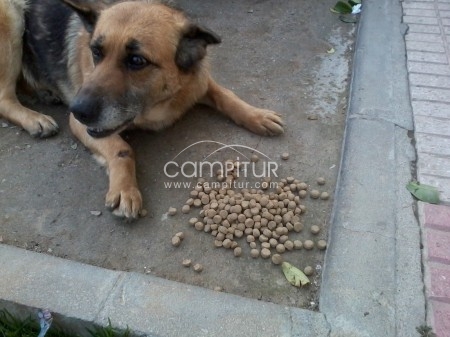 ENCONTRADA PASTORA ALEMANA!