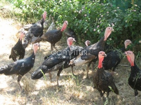 Vendo 6 pavos de campo