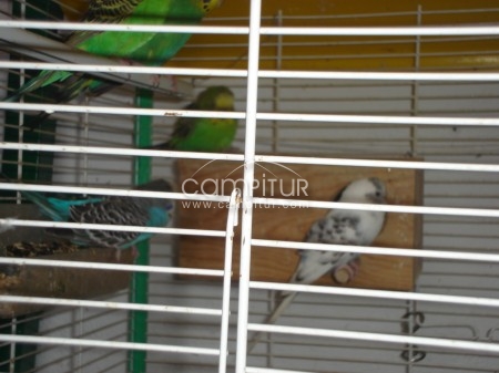 Foto 3 de se venden ninfas,periquitos y agapornis