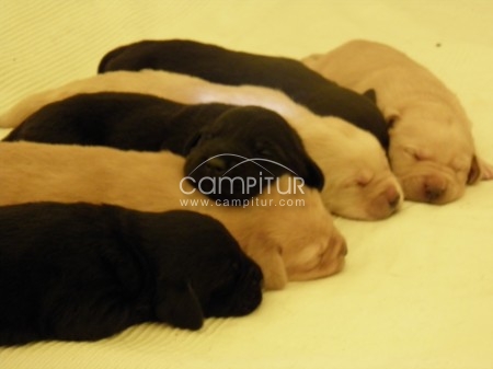 Cachorros de Labrador