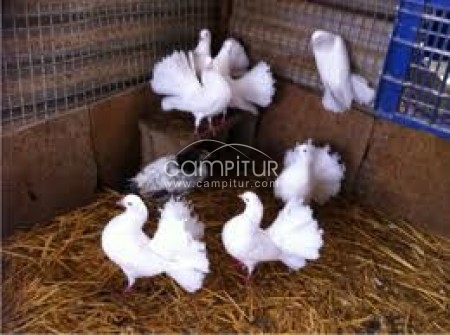 palomas colipavas blancas