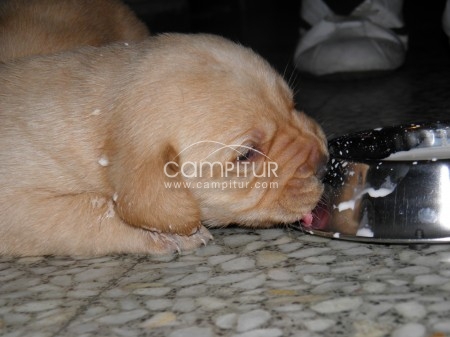 Cachorros de labrador