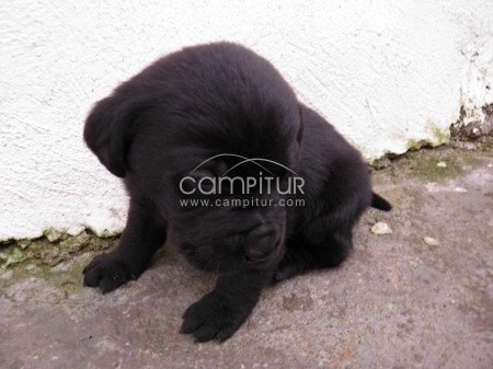 Foto 2 de Cachorros de labrador