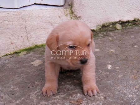 Foto 3 de Cachorros de labrador