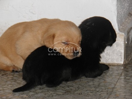 Foto 4 de Cachorros de labrador