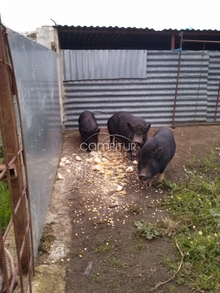 vendo, casi regalo , cerditos vietnamitas.