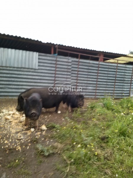 Foto 2 de vendo, casi regalo , cerditos vietnamitas.