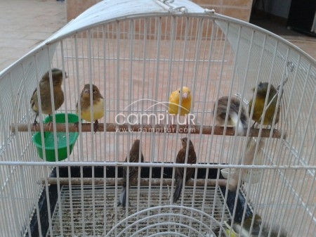 se venden canarios