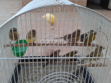 Foto 2 de se venden canarios