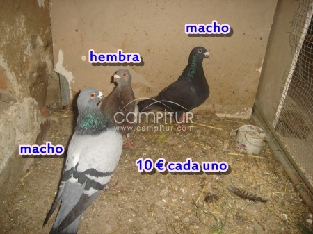 palomos jennenses 