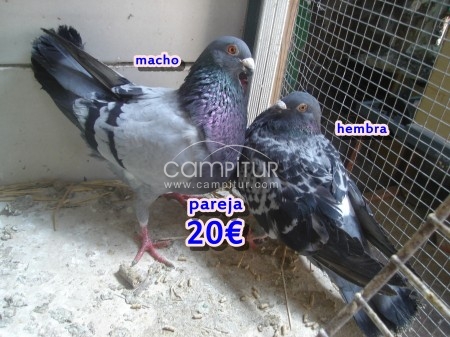 Foto 3 de palomos jennenses 