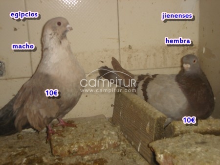 Foto 4 de palomos jennenses 