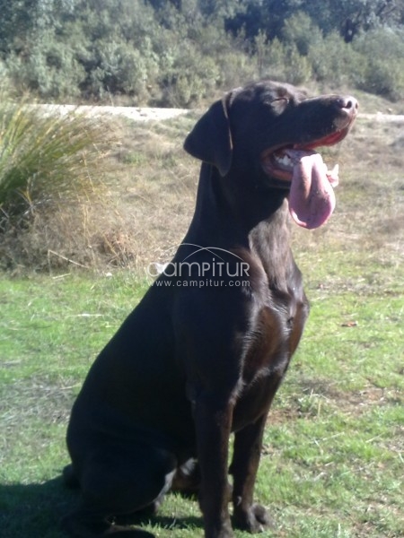 se vende cachorros  de labrador retrevier
