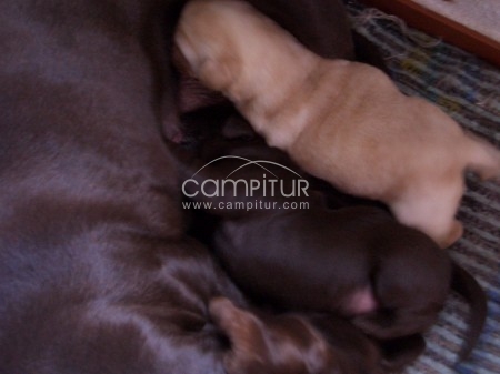 Foto 2 de se vende cachorros  de labrador retrevier