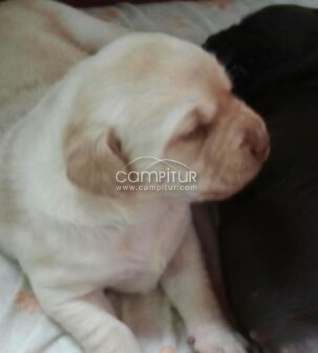 Foto 3 de se vende cachorros  de labrador retrevier