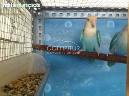 Foto 2 de COMPRO