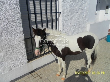 poni hembra