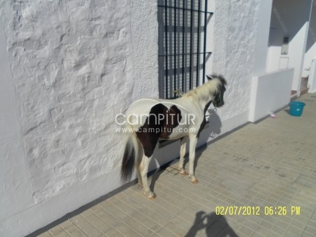 Foto 3 de poni hembra