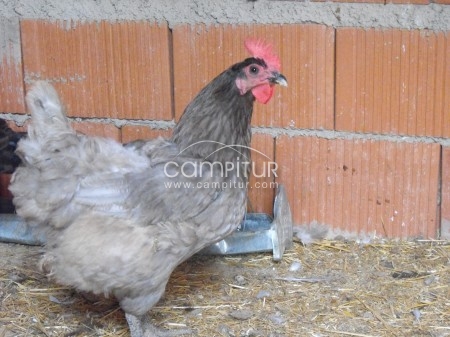 SE VENDEN GALLINAS AZULES EXTREMEÑAS