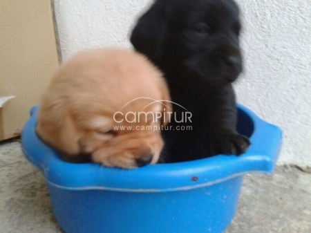 labradores
