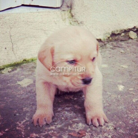 Foto 2 de labradores