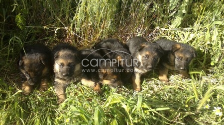 CACHORROS DE PASTOR ALEMAN CON PEDIGREE