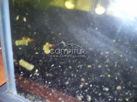 SE VENDE ACUARIO DE AGUA CALIENTE DE 30L.