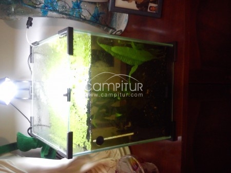 Foto 3 de SE VENDE ACUARIO DE AGUA CALIENTE DE 30L.