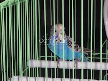 se vende una periquita hembra 