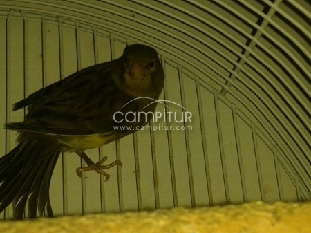 se vende canaria