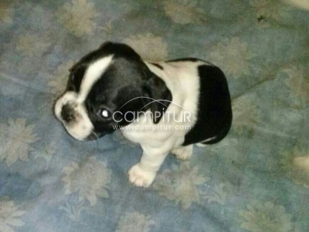 SE VENDE CACHORRO BULLDOG FRANCES