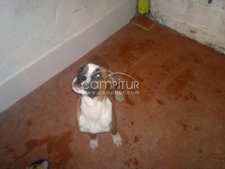 cachorra boxer 4 meses