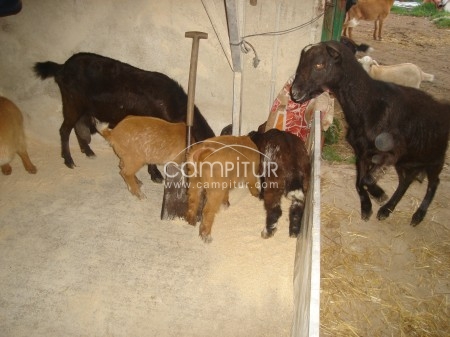 Foto 2 de se venden chivos