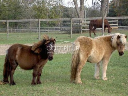 Se venden ponys