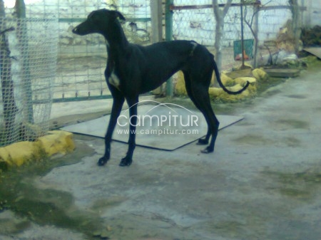 cachorra de 10 meses (galga)