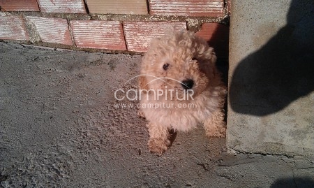 perro de aguas 