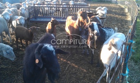 cabras