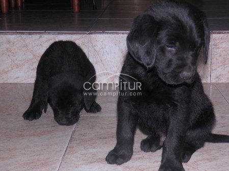 Cachorros de labrador