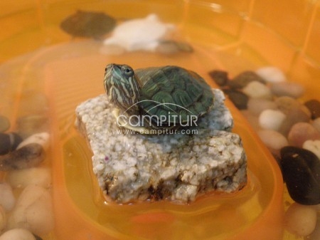 se cambian 12 tortugas pequeñas