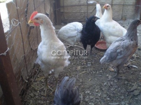 POLLOS DE CORRAL