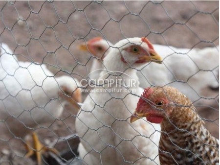 Foto 2 de POLLOS DE CORRAL