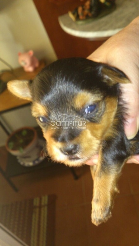 se venden